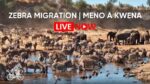 川辺に集まる野生動物のライブカメラ|ボツワナ共和国のサムネイル