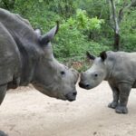 サイの保護施設HESCのライブカメラ|南アフリカ共和国のサムネイル