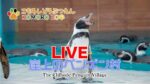 小諸市動物園・崖上のペンギン村のライブカメラ|長野県小諸市のサムネイル
