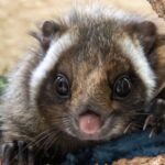 小諸市動物園・ムササビ舎のライブカメラ|長野県小諸市のサムネイル