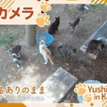 熊日デジタルより湯島「猫島」のライブカメラ|熊本県上天草市のサムネイル