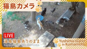 熊本県上天草市 熊日デジタルより湯島「猫島」のライブカメラ