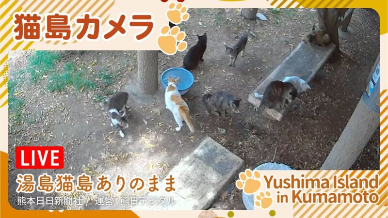 熊日デジタルより湯島「猫島」のライブカメラ|熊本県上天草市のサムネイル