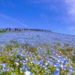 ひたちなか市東石川のライブカメラ|茨城県ひたちなか市のサムネイル