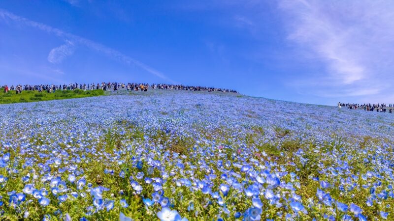 ひたちなか市東石川のライブカメラ|茨城県ひたちなか市のサムネイル