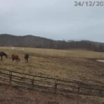 安達牧場・競走馬のライブカメラ|北海道新冠町のサムネイル