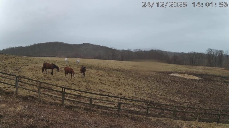安達牧場・競走馬のライブカメラ|北海道新冠町のサムネイル