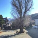 カフェ愚禿より善巧寺のライブカメラ|富山県黒部市のサムネイル