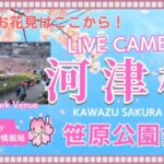 河津川 河津桜笹原公園・メイン会場付近のライブカメラ|静岡県河津町のサムネイル