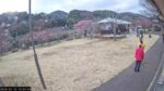 河津桜笹原公園・さくらの足湯処付近のライブカメラ|静岡県河津町のサムネイル