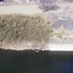 阿武隈川 成竜橋付近 L110.6kのライブカメラ|福島県鏡石町のサムネイル