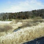 阿武隈川 河原 L110.15kのライブカメラ|福島県鏡石町のサムネイル