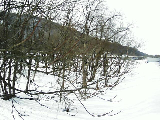 雄物川 山田頭首工付近 107.2k右岸のライブカメラ|秋田県湯沢市のサムネイル