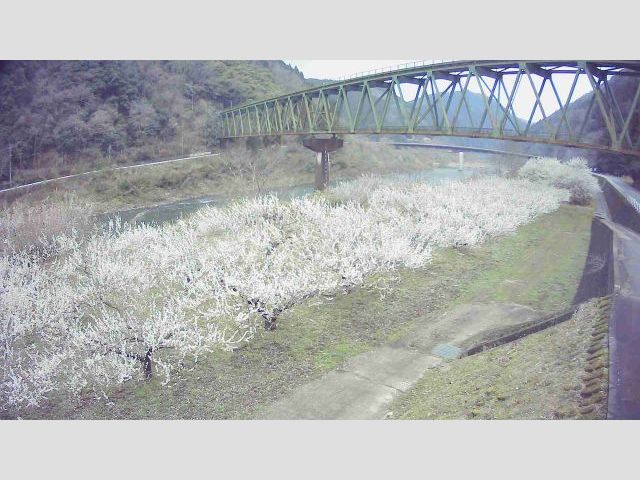 江の川 右岸 伊賀和志106.3kのライブカメラ|広島県三次市のサムネイル