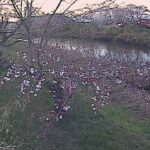 法勝寺川 左岸 城山10k540のライブカメラ|鳥取県南部町のサムネイル