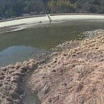 三篠川 右岸 4.8kmのライブカメラ|広島県広島市のサムネイル