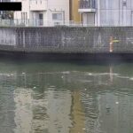 寝屋川 古堤橋のライブカメラ|大阪府大阪市のサムネイル