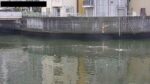 寝屋川 古堤橋のライブカメラ|大阪府大阪市のサムネイル
