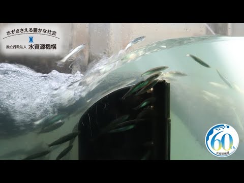 長良川河口堰の魚道のライブカメラ|三重県桑名市のサムネイル