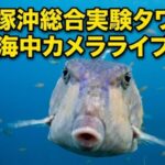 東京大学平塚沖総合実験タワーより水深7ｍの海中のライブカメラ|神奈川県平塚市のサムネイル