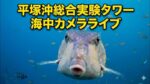 東京大学平塚沖総合実験タワーより水深7ｍの海中のライブカメラ|神奈川県平塚市のサムネイル