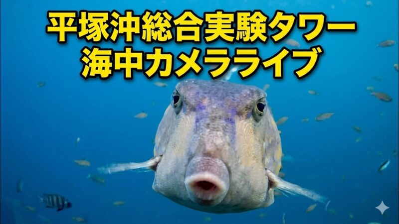 東京大学平塚沖総合実験タワーより水深7ｍの海中のライブカメラ|神奈川県平塚市のサムネイル