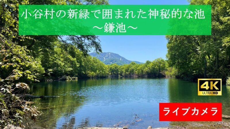 鎌池のライブカメラ|長野県小谷村のサムネイル