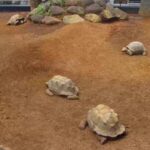 体感型動物園iZooゾウガメ牧場のライブカメラ|静岡県河津町のサムネイル