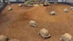 体感型動物園iZooゾウガメ牧場のライブカメラ|静岡県河津町のサムネイル
