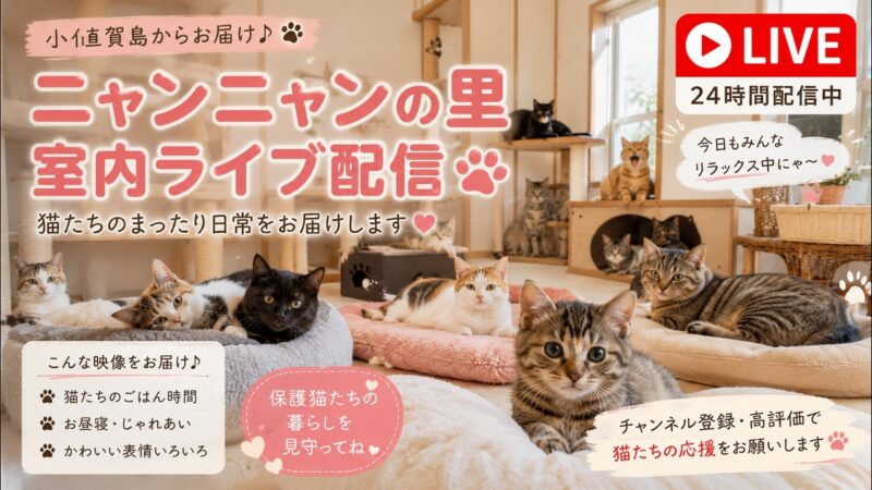 御縁より保護猫の庭のライブカメラ|長崎県小値賀町のサムネイル